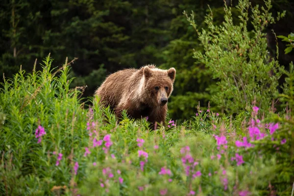 Urso Castanho Urso Pardo Meadows — Fotografia de Stock