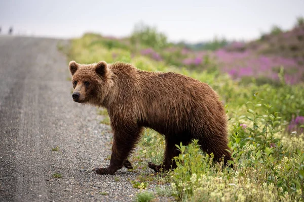 Ours Brun Grizzli Sur Les Prairies — Photo