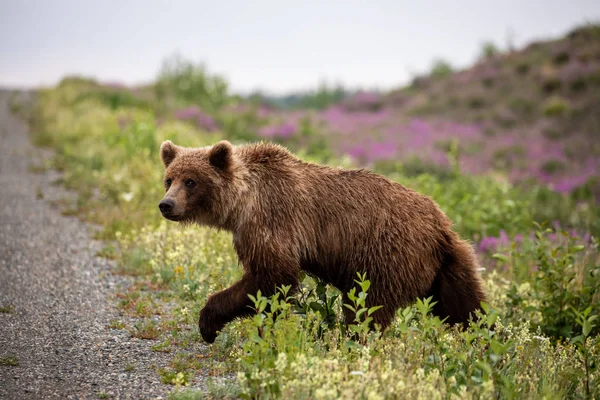 Bruine Beer Grizzly Beer Weilanden — Stockfoto