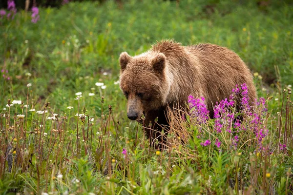 Medvěd Hnědý Medvěd Grizzly Loukách — Stock fotografie