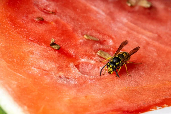 Una Peligrosa Avispa Comida — Foto de Stock