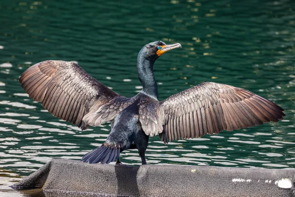 Cormorant Prend Bain Soleil — Photo