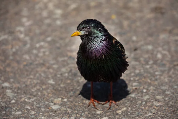 Bright Colorful Starling — Stock Photo, Image