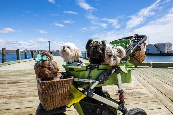 Funny small Dogs in a stroller