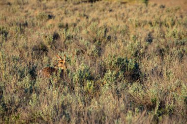 Roe Deer Alberta vahşi doğada