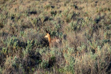 Roe Deer Alberta vahşi doğada