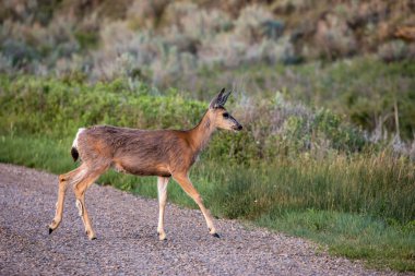 Roe Deer Alberta vahşi doğada