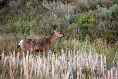 Roe Deer Alberta vahşi doğada