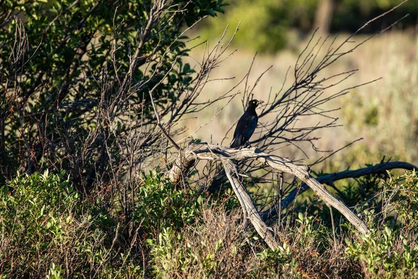 Starling Brilhante Colorido — Fotografia de Stock