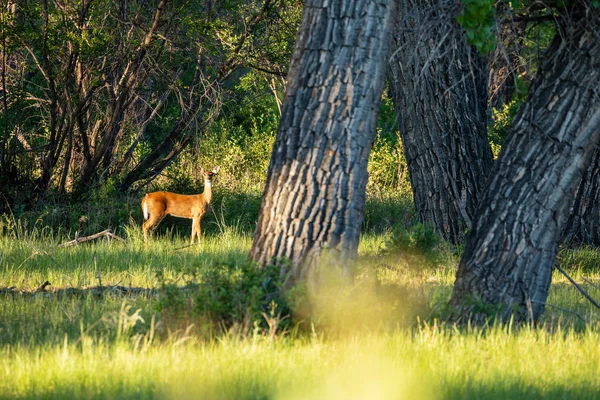 在艾伯塔省荒野中的罗鹿 — 图库照片