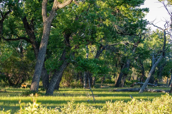 Alberta çolak larında pamuk ağaç orman