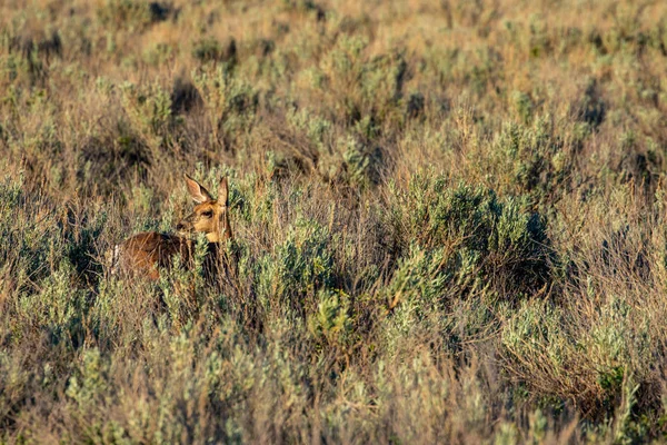 Capriolo Nel Deserto Dell Alberta Nel Deserto Dell Alberta — Foto Stock