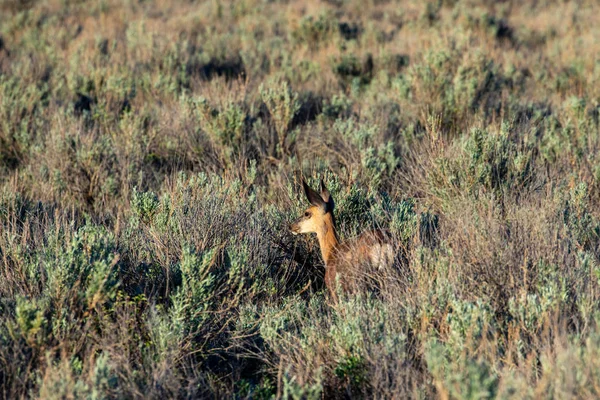 Srnčí Zvěř Pustině Alberty Pustině Alberta — Stock fotografie