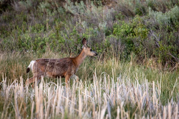 Reeën Wildernis Van Alberta Wildernis Van Alberta — Stockfoto