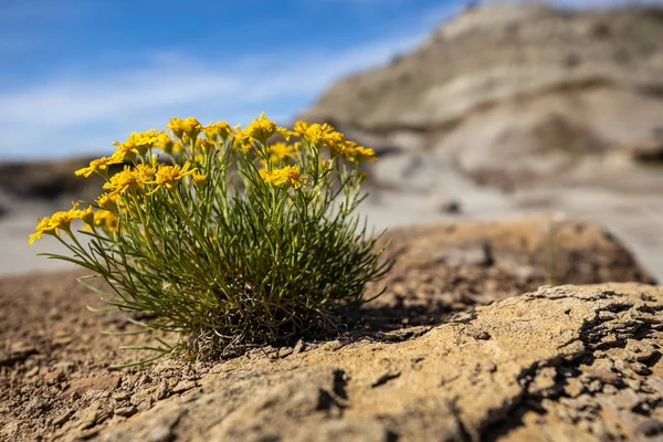 Flowers Dinosaur Provincial Park Canada — Stock Photo, Image