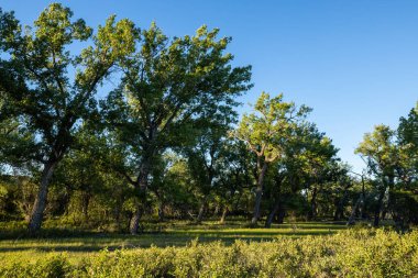 Alberta çolak larında pamuk ağaç orman