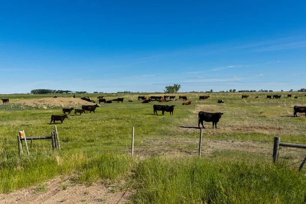 Vieh Und Rinder Auf Einer Weide — Stockfoto