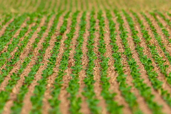 Cultivated Field Plants Farmland — Stock Photo, Image