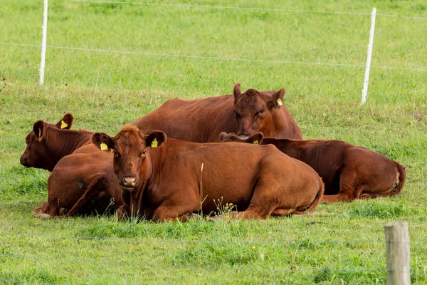 Krowy Bydło Łące — Zdjęcie stockowe
