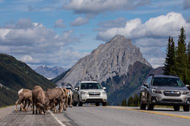 Kanada'da Rocky Dağları Bighorn Koyun