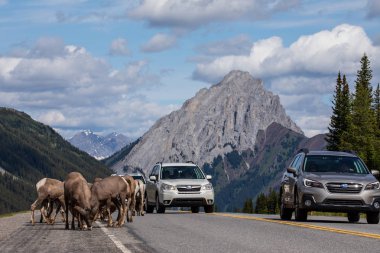 Kanada'da Rocky Dağları Bighorn Koyun