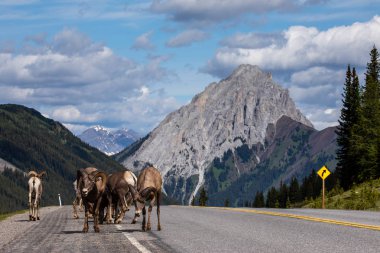 Kanada'da Rocky Dağları Bighorn Koyun
