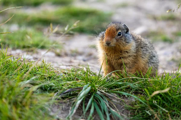 Ground Squirrels Banff National Park Alberta Canada — Stock Photo, Image