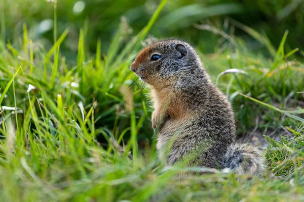 Ground Squirrels Banff National Park Alberta Canada — Stock Photo, Image