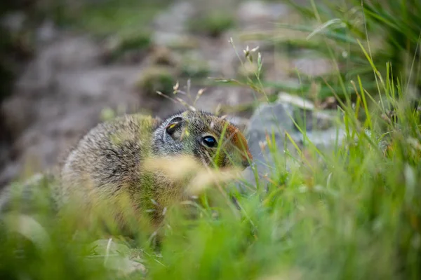 Ground Squirrels Banff National Park Alberta Canada — Stock Photo, Image