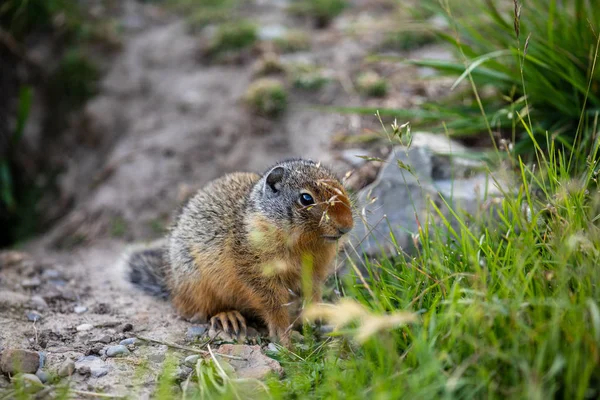 Ground Squirrels Banff National Park Alberta Canada — Stock Photo, Image