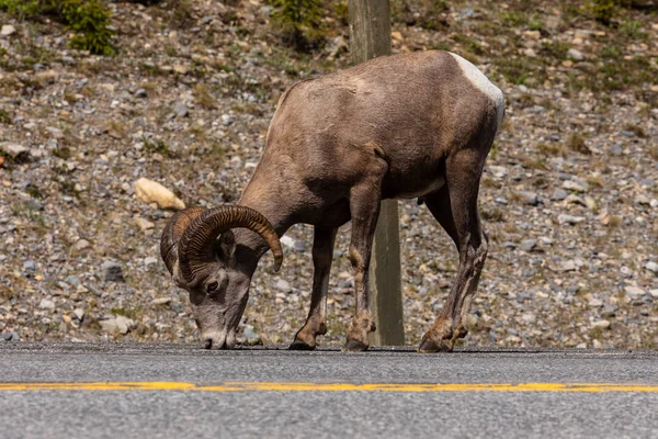 カナダのロッキー山脈のビッグホーン羊 — ストック写真