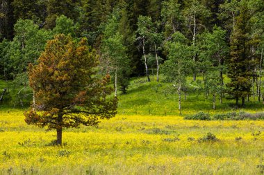 Kanada'da Rocky Dağları Manzara