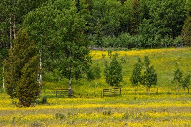 Kanada'da Rocky Dağları Manzara
