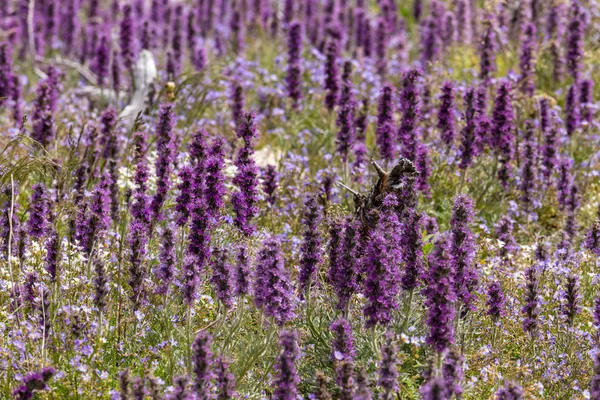 Цветочный Луг Скалистых Гор Банф Национальный Парк Канада — стоковое фото