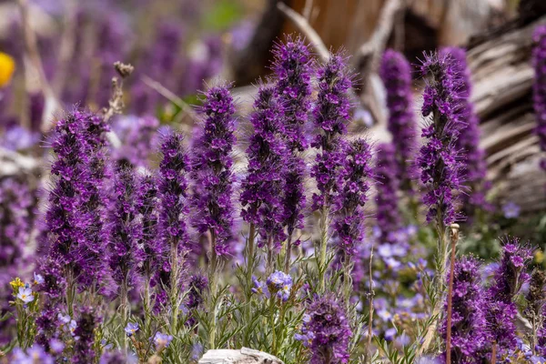 Prairie Fleurs Des Rocheuses Parc National Banff Canada — Photo