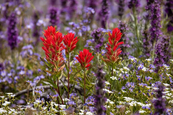 Цветочный Луг Скалистых Гор Банф Национальный Парк Канада — стоковое фото