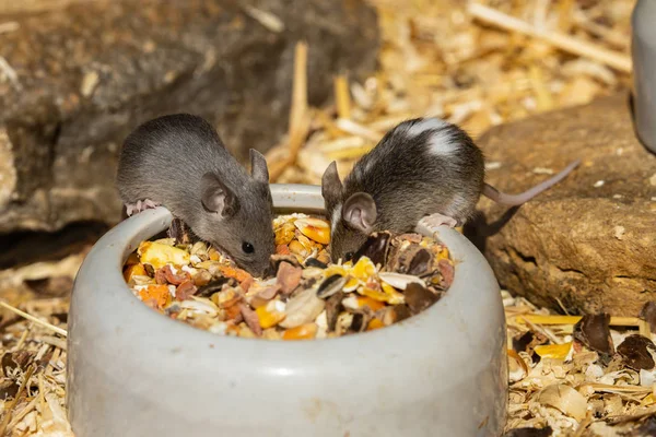 Adorável Fofo Ratinho — Fotografia de Stock