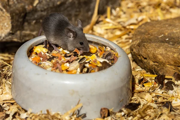 Adorable Cute Little Mouse — Stock Photo, Image
