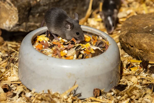 Pequeño Ratón Adorable Lindo — Foto de Stock