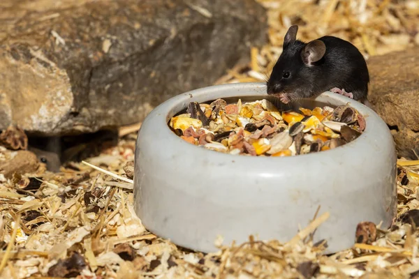 Pequeño Ratón Adorable Lindo —  Fotos de Stock