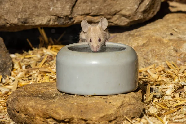 Pequeño Ratón Adorable Lindo —  Fotos de Stock