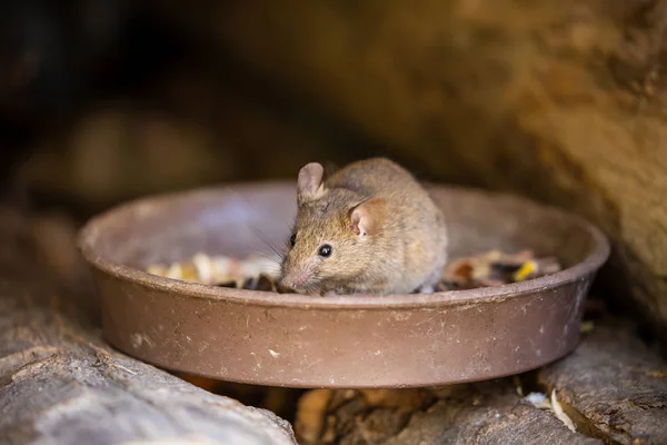 Pequeño Ratón Adorable Lindo — Foto de Stock