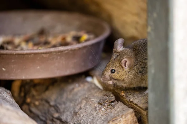 Pequeño Ratón Adorable Lindo — Foto de Stock