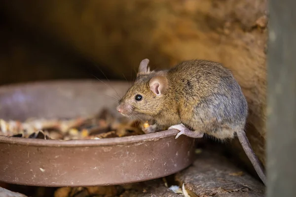 Симпатичная Симпатичная Маленькая Мышь — стоковое фото