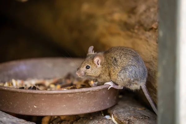 愛らしいとかわいい小さなマウス — ストック写真