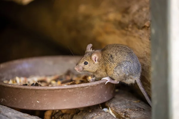 Pequeño Ratón Adorable Lindo — Foto de Stock