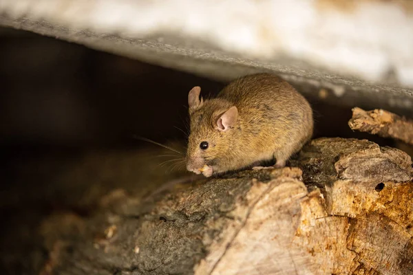 Adorável Fofo Ratinho — Fotografia de Stock