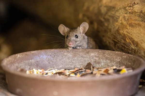 Pequeño Ratón Adorable Lindo —  Fotos de Stock