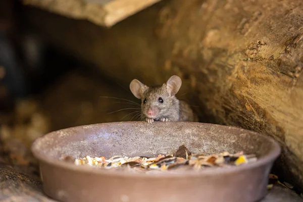Pequeño Ratón Adorable Lindo —  Fotos de Stock