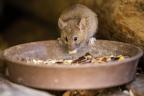 Pequeño Ratón Adorable Lindo —  Fotos de Stock